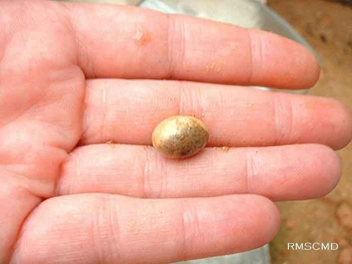 photograph and graphic of baby lizard blue skink egg taken by Colette Dowell in her enclosed swimming pool area